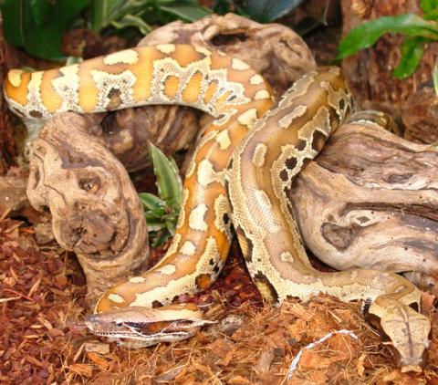 Medium Sumatran Blood Pythons