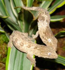 Baby Island E Leachianus Geckos