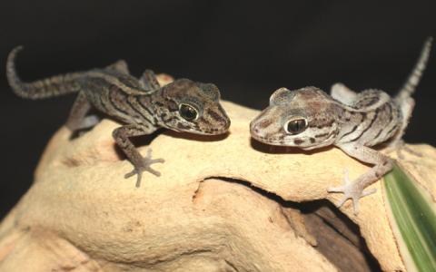 Pictus Geckos