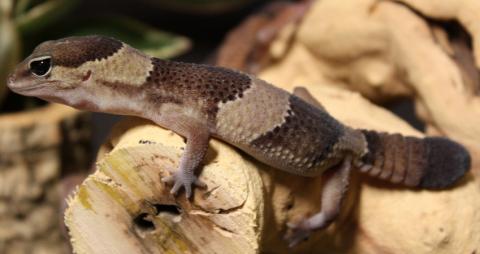 Adult African Fat Tailed Geckos