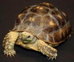 Medium Sulcata Tortoises