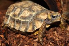 Home's Hinge-back Tortoises