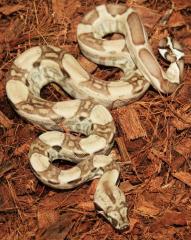 Small Ghost Colombian Boas