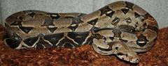 Adult Anery Colombian Boas