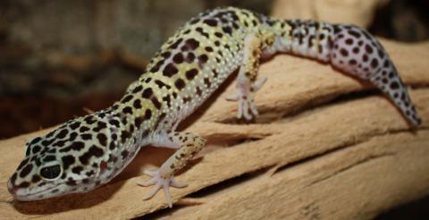 Medium High Yellow Leopard Geckos w/regrown tails