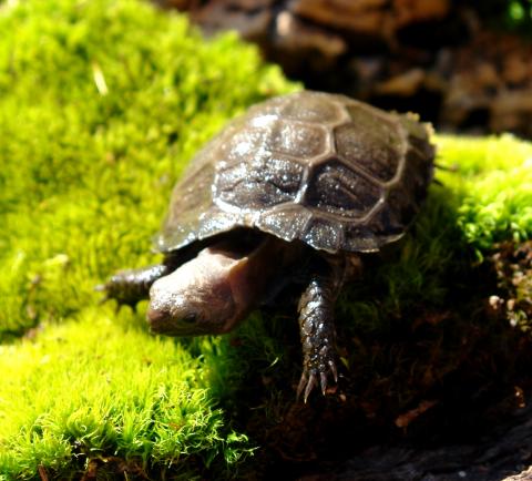 Baby Burmese Brown Mountain Tortoises for sale
