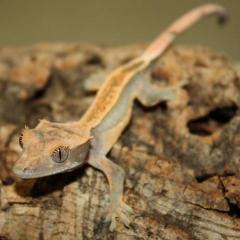 Medium Pinstripe Crested Geckos