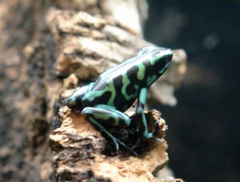 Reticulated Green & Black Auratus Arrow Frogs