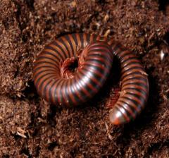 Rusty Red Millipedes