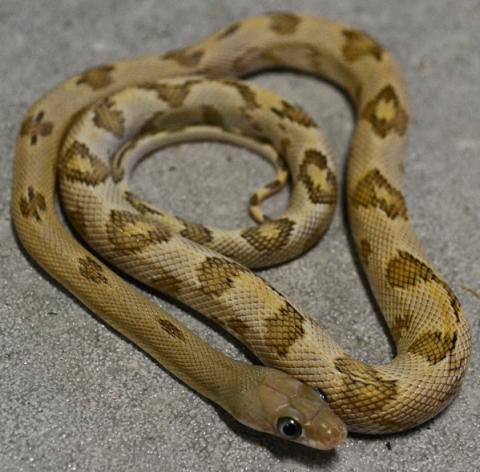 Small Trans Pecos Ratsnakes
