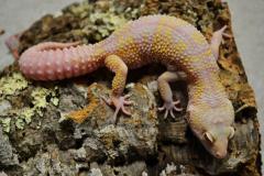 Sub Adult Albino Mack Snow Leopard Geckos