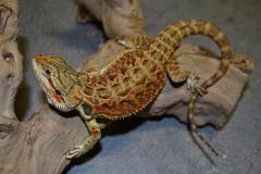 Large Red Leatherback Bearded Dragons