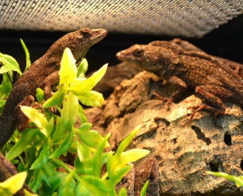 bearded anole for sale