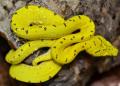 Baby Yellow Merauke Green Tree Pythons
