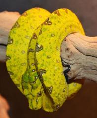 Small Yellow Biak Green Tree Pythons
