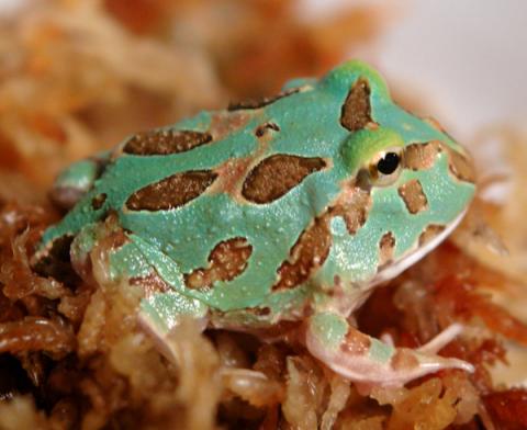 Baby Samurai Blue Pacman Frogs for sale