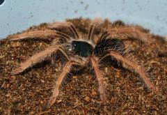 Colombian Giant Red Leg Tarantulas SmallAll Spiders, Scorpions & Inverts 15% OFF!