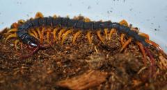 Flag Tail Centipedes