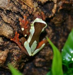 Suriname Clown Tree Frogs w/minor nose rub