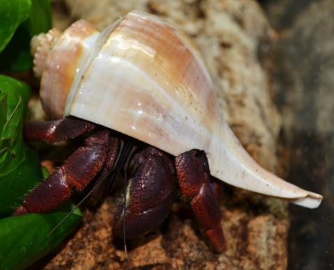 Jumbo Show Hermit Crabs