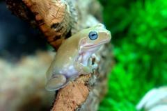 Medium Blue Eyed Australian Whites Tree Frogs