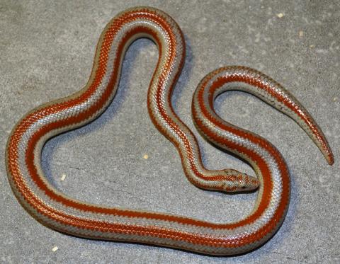 Adult Whitewater Rosy Boas