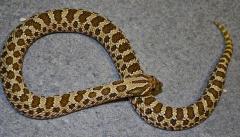 Large Western Hognose Snakes