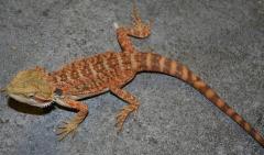 Small Super Red Bearded Dragons