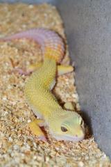 Sub Adult Albino Leucistic Leopard Geckos