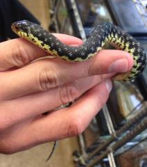 Baby Madagascar Giant Hognose Snakes