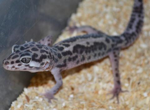 Small Snow Leopard Geckos