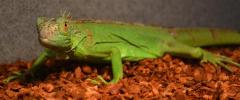 Small Green Iguanas