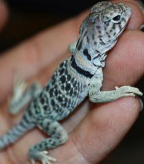 Baby Eastern Collared Lizards