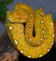 Small Red Biak Green Tree Pythons for sale