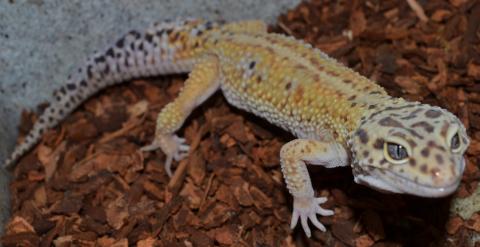 Adult Female Red Striped Leopard Geckos