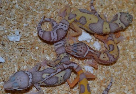 Small Jungle Albino Leopard Geckos