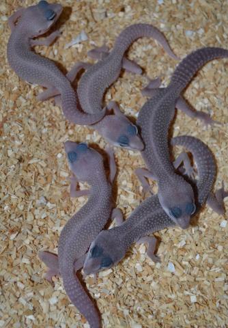Small Blizzard Leopard Geckos