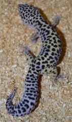 Adult Male High Yellow Leopard Geckos