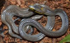Baby Grey Red Tailed Ratsnakes