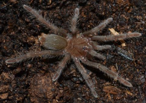 Cameroon Spiderlings