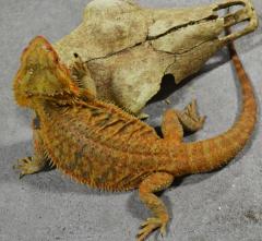 Adult Red Translucent Bearded Dragons
