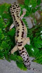 Adult Female Bold Stripe Leopard Geckos