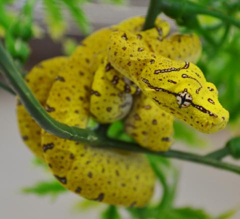 Baby Yellow Lereh Green Tree Pythons for sale