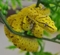 Baby Yellow Lereh Green Tree Pythons