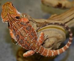 Large Red Bearded Dragons