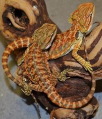 Small Red Leatherback Bearded Dragons