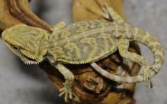 Small Hypo Leatherback Bearded Dragons