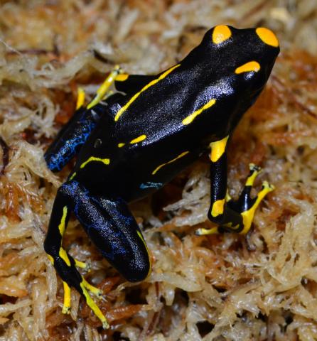 Adult Alanis Tinc Arrow Frogs