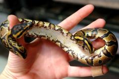 Baby Yellow Belly Ball Pythons