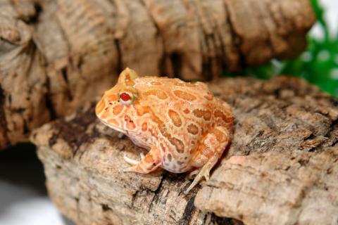 Apricot Pacman Frog for sale